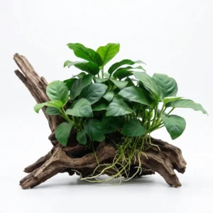 Anubias Nana Live Aquarium Plant – Low Light Freshwater Plant (Beginner Friendly, No CO2 Required)