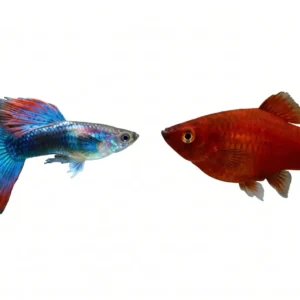 Livebearer Duo Bundle – Guppies & Platies (Easy Beginner Fish Pack)