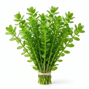 Bacopa Caroliniana Live Aquarium Plant – Easy Freshwater Stem Plant (Beginner Friendly)