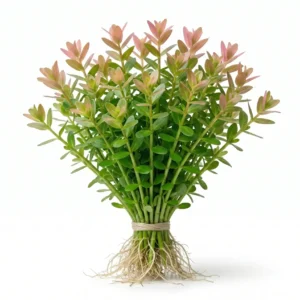 Rotala Rotundifolia Live Aquarium Plant – Easy Red/Green Stem Plant for Aquascaping