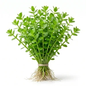 Bacopa Monnieri (Moneywort) Live Aquarium Plant – Easy Freshwater Stem Plant (Beginner Friendly)