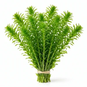 Anacharis Live Aquarium Plant (Egeria Densa) – Easy Beginner Fish Tank Plant