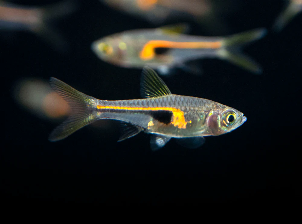 🔥 6 Glowlight Rasbora (Trigonostigma hengeli) – Peaceful, Colorful & Perfect for Planted Tanks