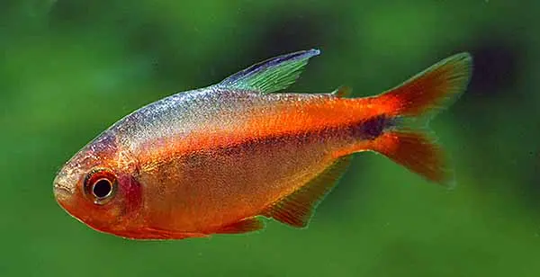 🔥 Fire Ant Tetra ( Hyphessobrycon myrmex ) – Rare Find!