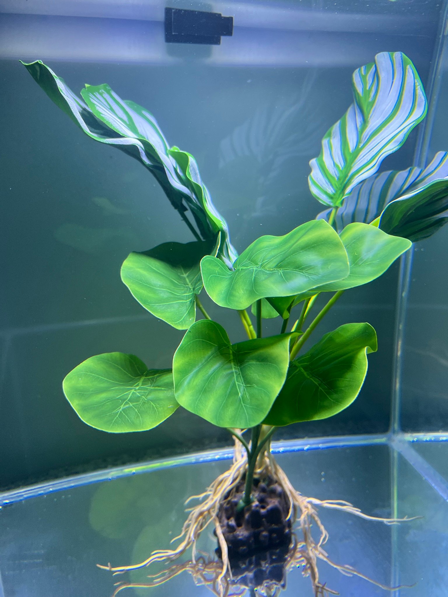 Broad Leaf Realistic Plastic Aquatic Plant- Weighted Base, Life-like Movement- Perfect for Aquarium or Pond - Image 2