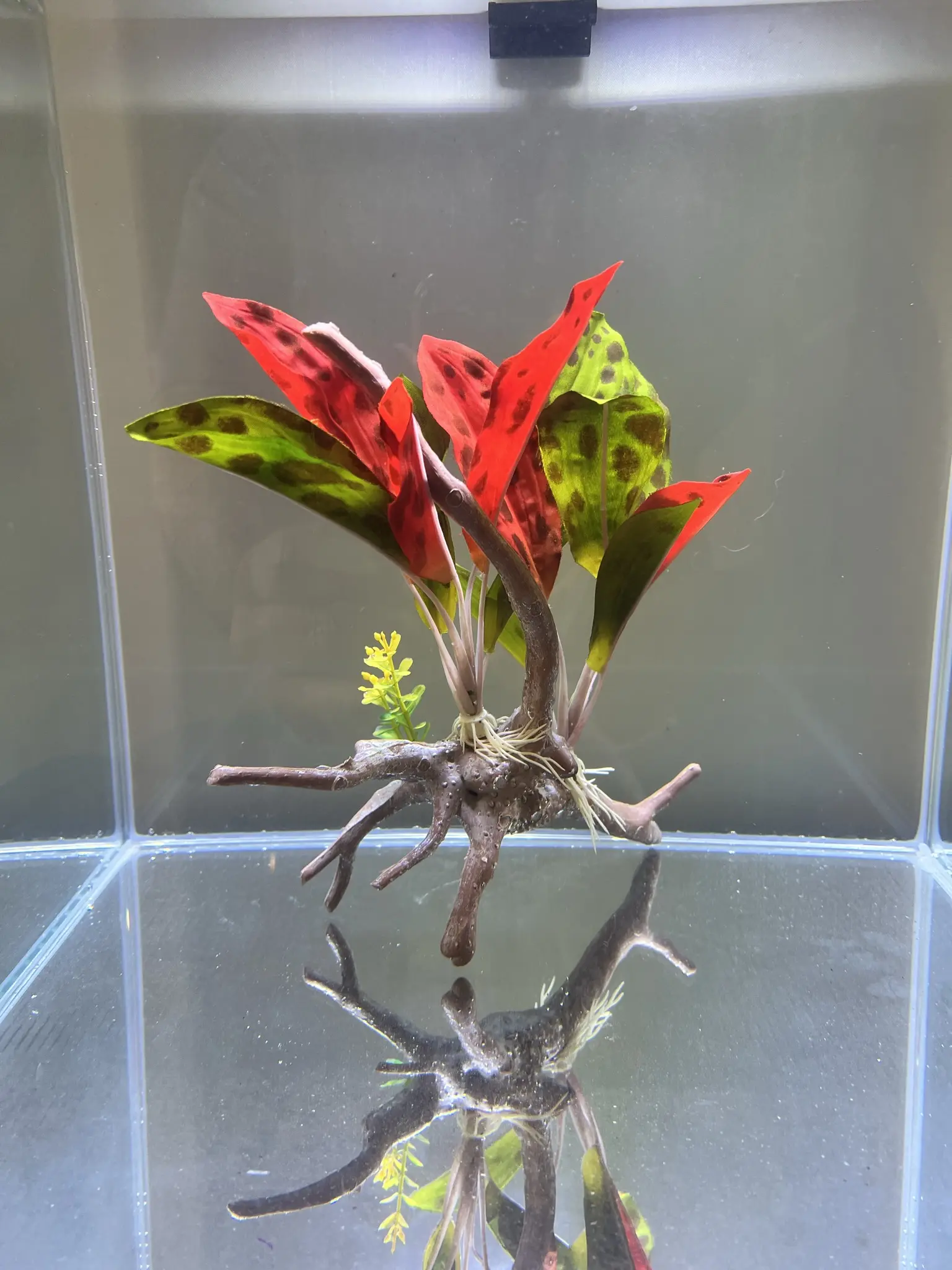 LARGE Realistic Silk Amazon Plant on Faux Driftwood - Perfect for Aquariums or Home Décor - Image 3
