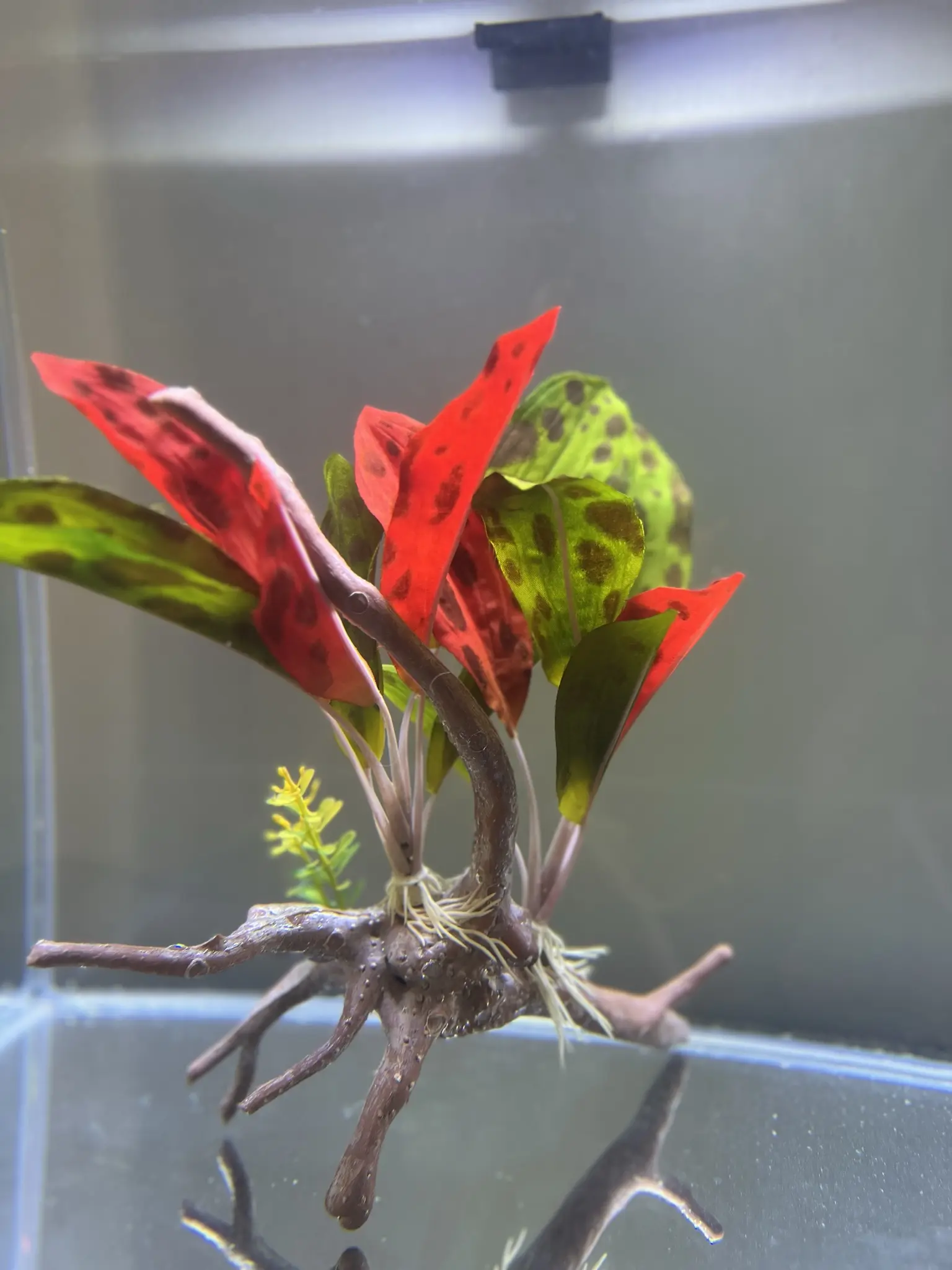 LARGE Realistic Silk Amazon Plant on Faux Driftwood - Perfect for Aquariums or Home Décor - Image 2