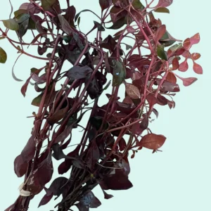 3 Lush Bunches Ludwigia Super Red Aquatic Plant - Live Freshwater Aquarium Plant for Fish Tank Decoration