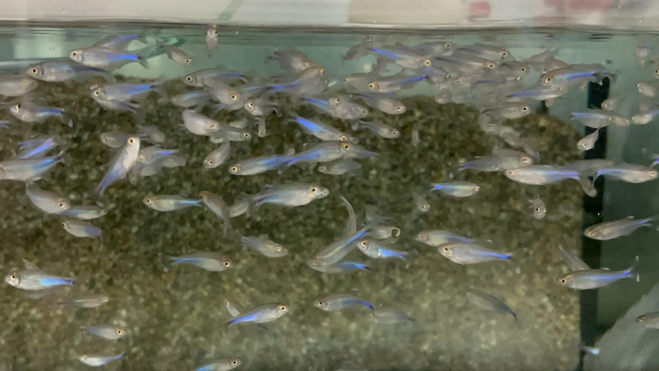 6-Pack Blue Tetra RARE small-medium Vibrant Live Fish Colorful FAST SHIP - Image 3