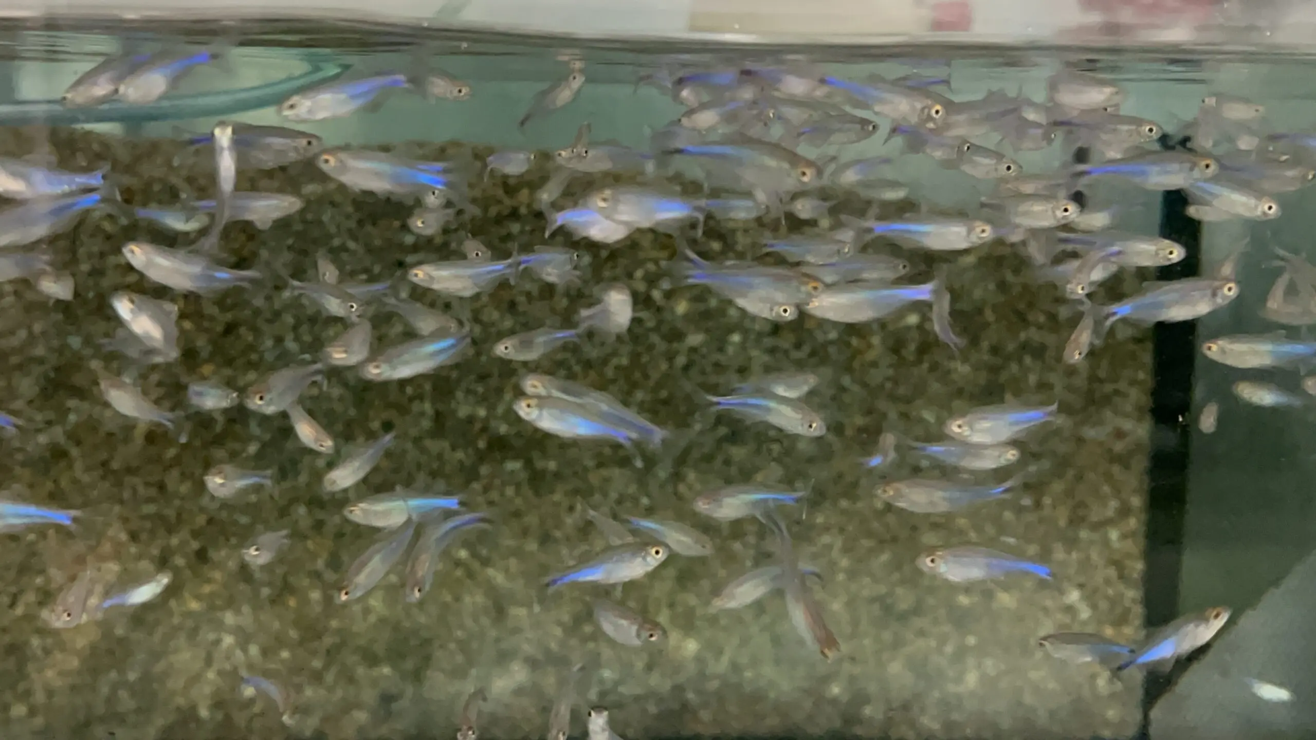 6-Pack Blue Tetra RARE small-medium Vibrant Live Fish Colorful FAST SHIP - Image 2