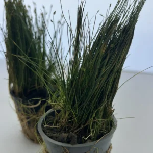 3 Potted Dwarf Hairgrass Live Aquarium Plant, Foreground Grass for Aquascaping, Easy Carpeting Plant, Gift for Planted Tank Lover