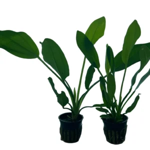 3 Pack Melon Sword Plant – Easy Live Background Aquarium Plant; Low Tech, Root Feeding Aquascape Plant for Freshwater Planted Tanks
