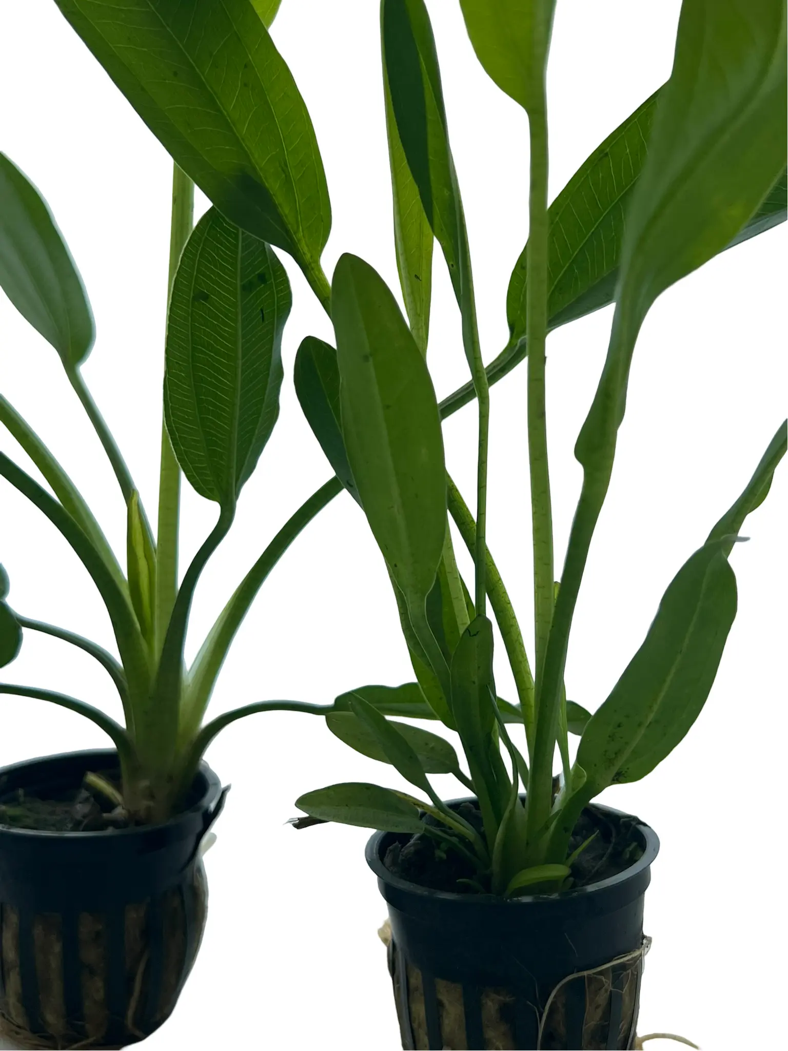 3 Pack Melon Sword Plant – Easy Live Background Aquarium Plant; Low Tech, Root Feeding Aquascape Plant for Freshwater Planted Tanks - Image 5