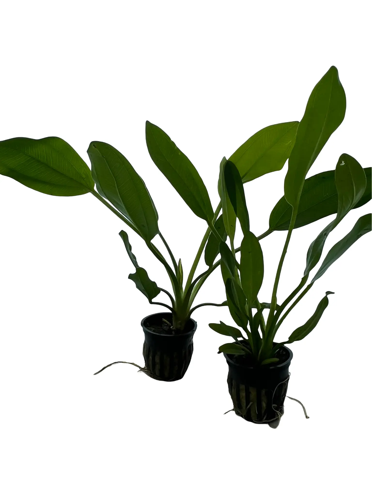 3 Pack Melon Sword Plant – Easy Live Background Aquarium Plant; Low Tech, Root Feeding Aquascape Plant for Freshwater Planted Tanks - Image 4