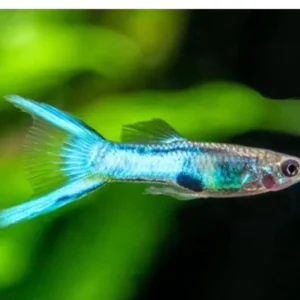🎩 12 Male Blue Endler Guppies Medium Size - Vibrant Rich Powder Blues! 🌿 Live Fish