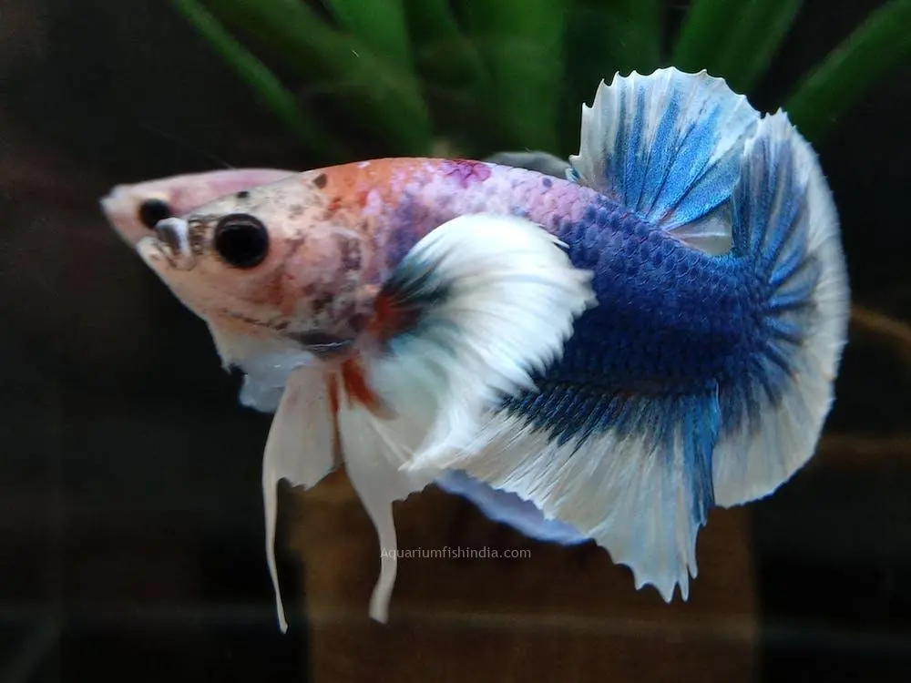Dumbo Ear Male Betta - Random Pick -Healthy Active Betta Live Fish for Aquarium