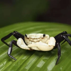Panda Crab Lepidothelphusa padawan- Fun addition!