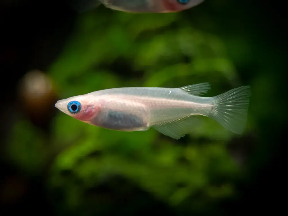 Oryzias Latipes Galaxy Medaka Rice Fish Enchantment! ๐ Live Fish