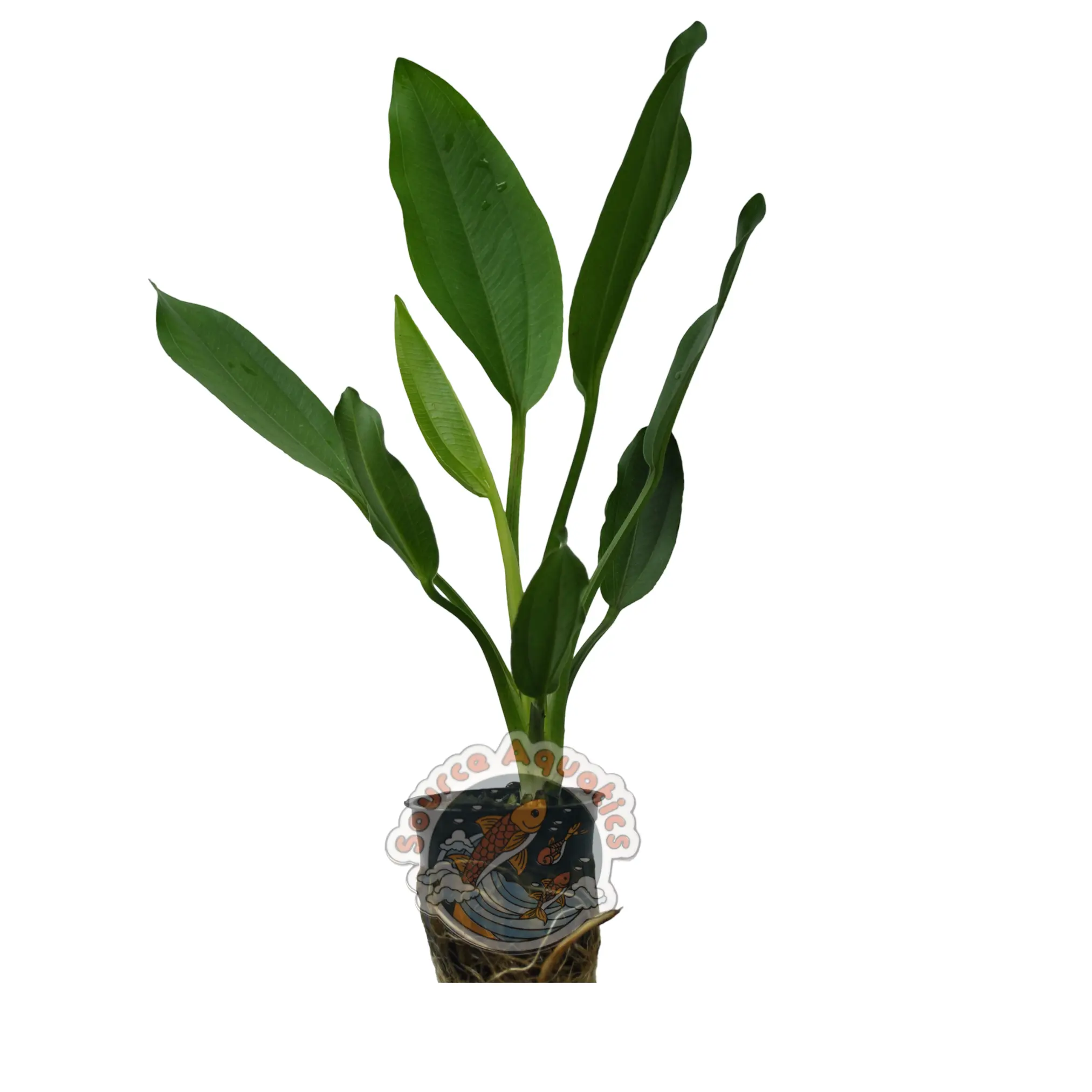 2 Healthy Radican Swords Live Aquarium Plants - Image 2