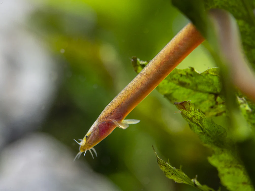 💎 5 Sumatran Neon Loach (Pangio bitaimac) – Rare & Colorful Micro Loach - Image 2