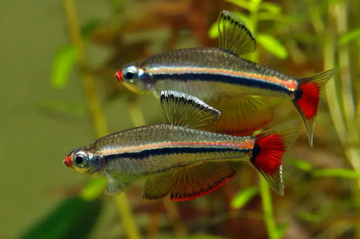 ❄️ Vietnamese White Cloud Danio (Tanichthys micagemmae) – Active & Hardy Schooling Fish