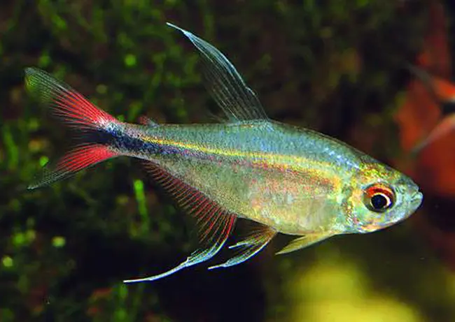 🔥 Phoenix Tetra (Hyphessobrycon eques “Phoenix”) – Lively, Colorful & Peaceful Community Gem