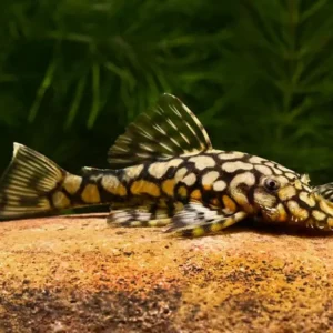 Honeycomb Bristlenose Pleco L519 – Freshwater Dwarf Pleco Live Fish