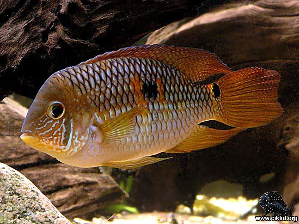 Aquidens Metae (Yellow Acara) Cichlid 1.5" - 2" Electrify Your Aquarium