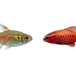 Color Duo Fish Bundle – 24 Bright Freshwater Fish (Compact Aquarium Pack)