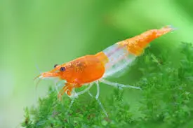 🧡 Orange Rili Shrimp (Neocaridina davidi “Orange Rili”) – Vibrant, Unique & Active Algae Eater