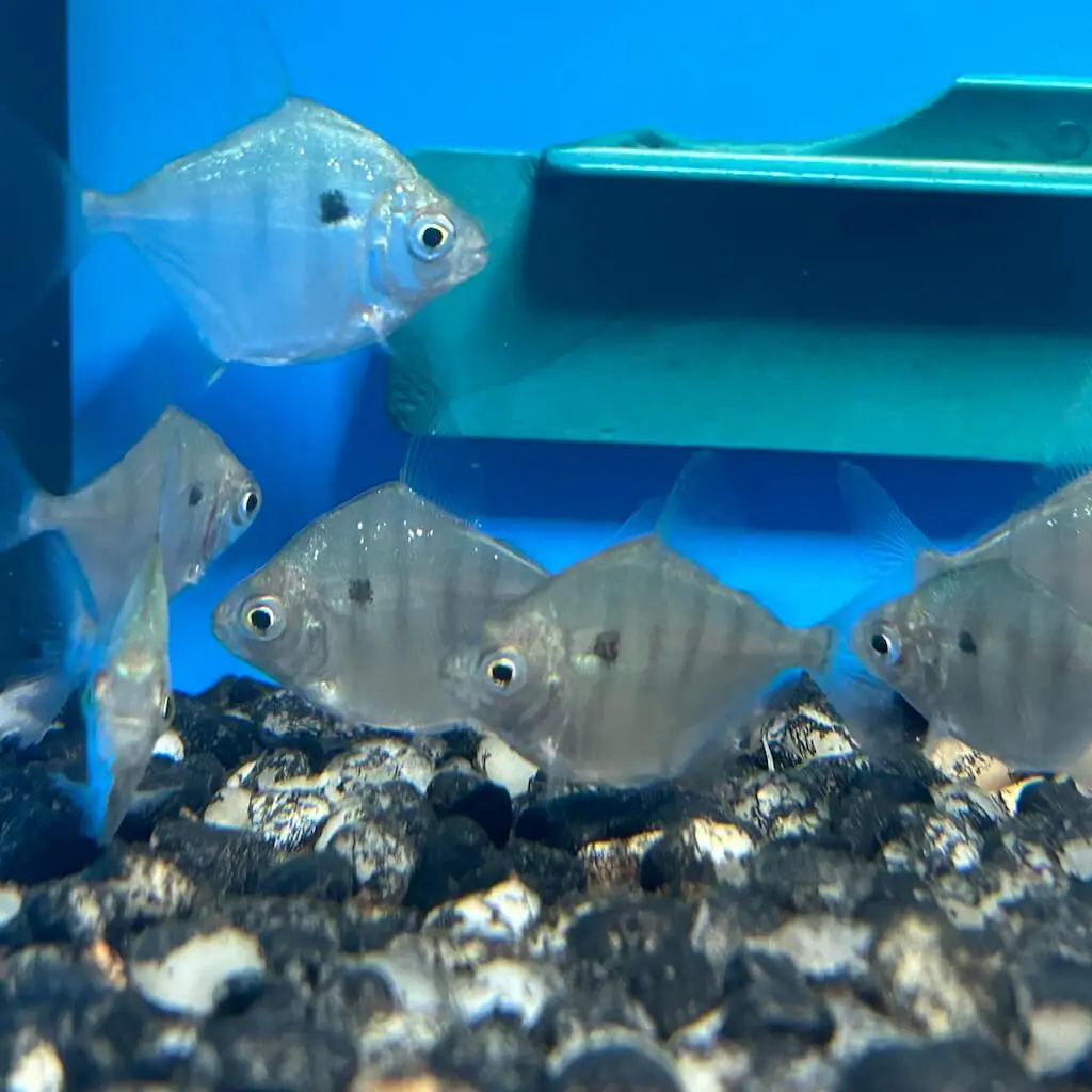 Tiger Silver Dollar 1" -1.5" Live Fish great in schools : Characin