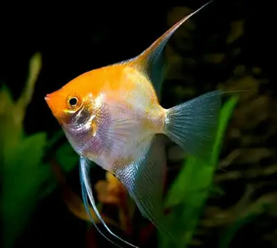 3x Gold Angelfish Unbeatable Pricing and Healthy Live Fish Small Size