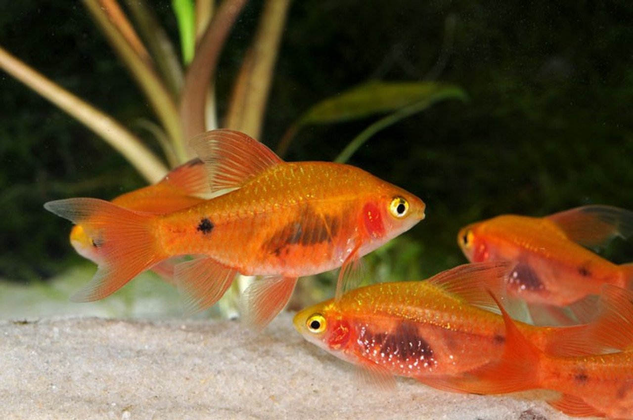 5 Red Glass Barbs Medium Live Aquarium Fish Community tank schooling live fish