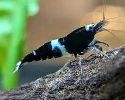 Black King Kong Panda Shrimp Neocardinia Davidi Live Freshwater Fish fun Addition