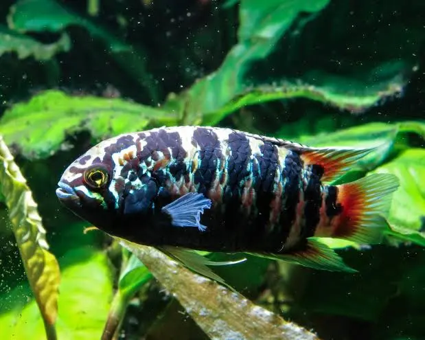 Zebra Acara Wild Caught Live Tropical Fish FAST SHIP