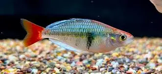 🌈 Rainbowfish Color Pack – Premium Freshwater Display Bundle - Image 2