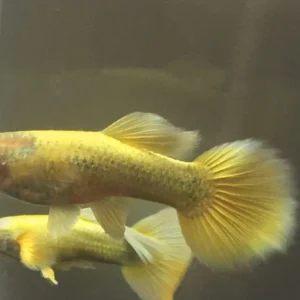 5x Male Luminous Gold Guppies - A burst of color!
