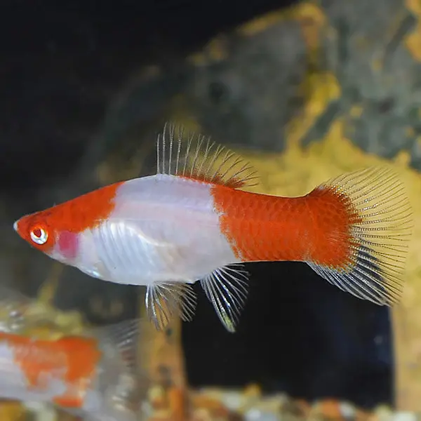3 Koi Kohako Sword Hard to find Freshwater Live Fish