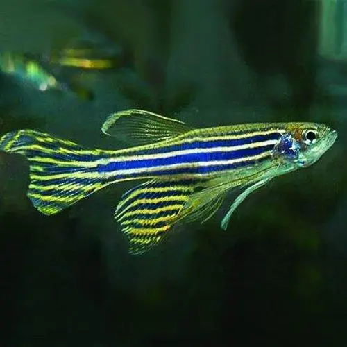 🐟12x Long Fin Zebra Danio Med - Large Aquatic Elegance 🐟 LIVE FISH