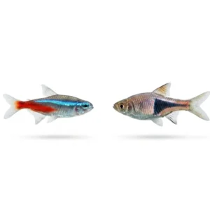 Mini Community Fish Bundle – 18 Freshwater Fish (Perfect Starter Aquarium Pack)