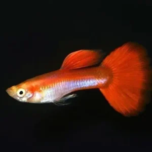 3 Rainbow MALE Guppies, Live Fish. Healthy Active Beautiful Guppy
