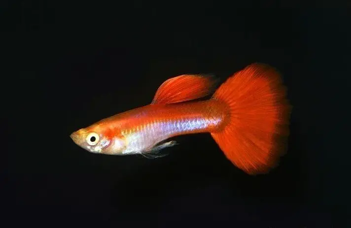 3 Rainbow MALE Guppies, Live Fish. Healthy Active Beautiful Guppy