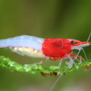 Red Rili Shrimp Neocardinia Denticulata Live Freshwater Fish fun Addition