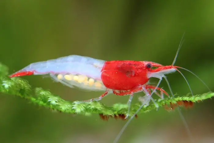 Red Rili Shrimp Neocardinia Denticulata Live Freshwater Fish fun Addition