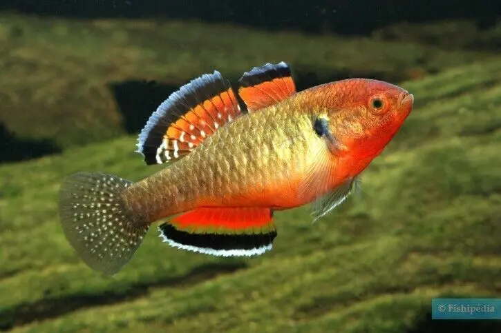 2 Empire Gudgeon Goby Small Rare Freshwater Tropical Fish Hypseleotris Compresa