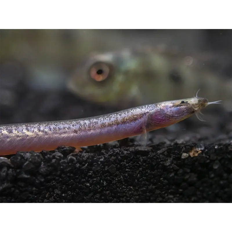 💎 5 Sumatran Neon Loach (Pangio bitaimac) – Rare & Colorful Micro Loach