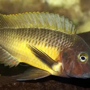 🌈 Tropheus linangu “Yellow Rainbow” 3.5" – Rare & Vibrant Tanganyikan Cichlid