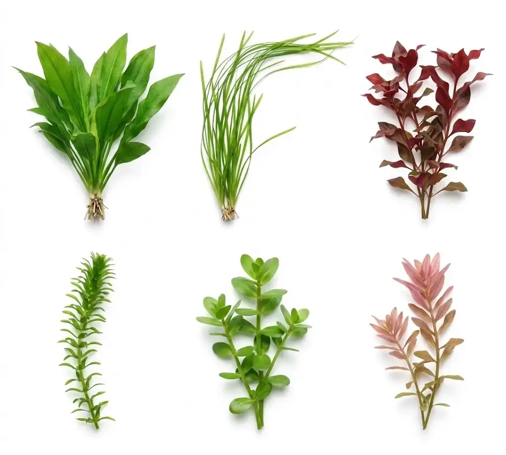 Ultimate Aquarium Plant Bundle – 10+ Live Plants for Freshwater Tanks (Beginner Friendly) - Image 2