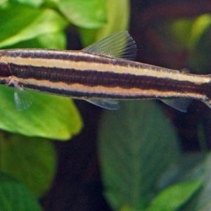 Anostomus Ternetzi – Rare Headstander Freshwater Aquarium Fish