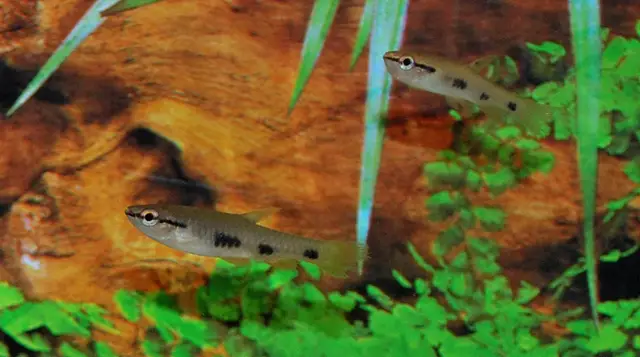 Four Spot Copeina